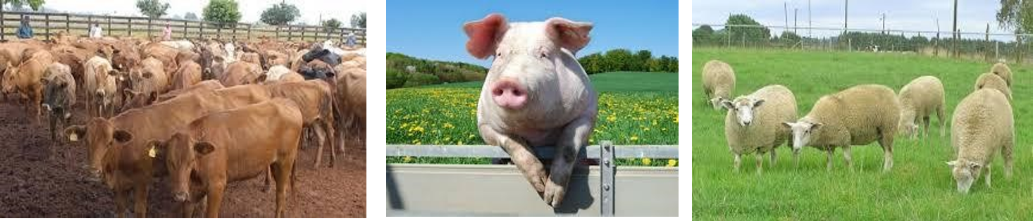 Contabilidad Sectorial 